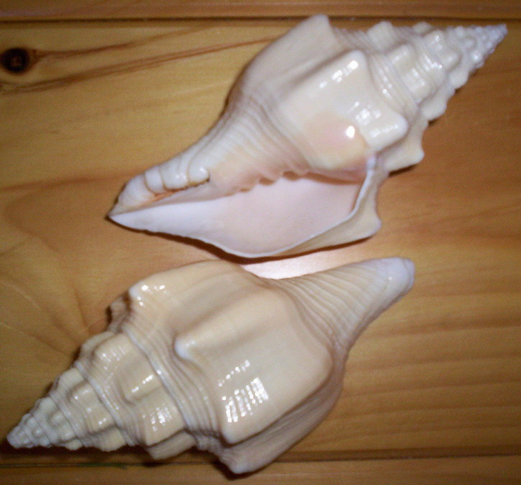 Heirloom Hourglass unity sand ceremony accessory Shell Collection - 1 Lamp Shell