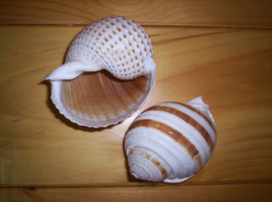 Heirloom Hourglass unity sand ceremony accessory Shell Collection - 1 Tonna Shell