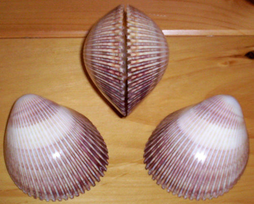 Heirloom Hourglass unity sand ceremony accessory Shell Collection - 2 Polished Cockle Shells